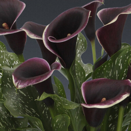 Zantedeschia - Dubai Nights - 25 Bloembollen - Binnen En Buitenplanten - Garden Select