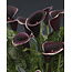 Zantedeschia - Dubai Nights - 25 Zwiebeln - Pflanzen für drinnen und draußen - Garden Select