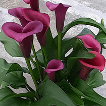 Zantedeschia - Durban - Neu - 25 Blumenzwiebeln