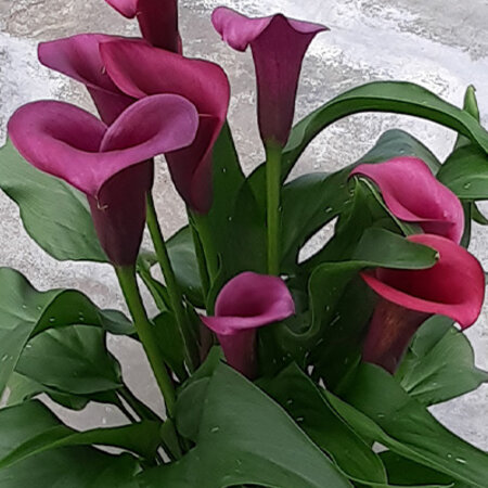 Zantedeschia - Durban - New - 25 Bulbs - Bulk Package Buy Online? Garden Select