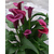 Zantedeschia - Durban - Neu - 25 Blumenzwiebeln