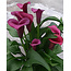 Zantedeschia - Durban - Neu - 25 Zwiebeln - Bulk-Paket Online kaufen? Garden Select