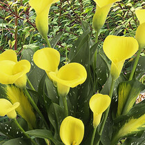 Zantedeschia - Gold Label - 25 Bulbs