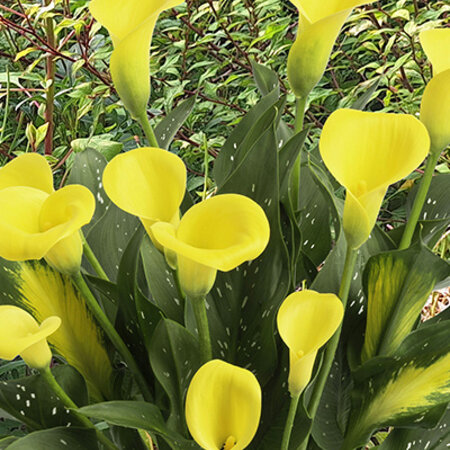 Zantedeschia - Gold Label - 25 Blumenzwiebeln - Innen- und Außenpflanzen