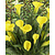 Zantedeschia - Gold Label - 25 Blumenzwiebeln