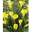 Zantedeschia - Gold Label - 25 Bulbs - Indoor And Outdoor Plant - Garden Select