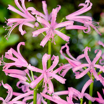 Nerine Bowdenii - 25 Bollen