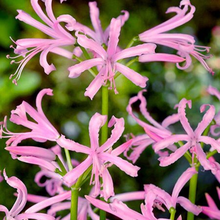 Nerine Bowdenii - 25 Blumenzwiebeln / Nerine hardy / Großpackung Kaufen?