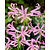 Nerine Bowdenii - 25 Blumenzwiebeln