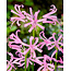 Nerine Bowdenii - 25 Flower bulbs / Nerine hardy / Bulk pack Buy?