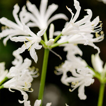 Nerine Bowdenii Alba - 25 Bulbs