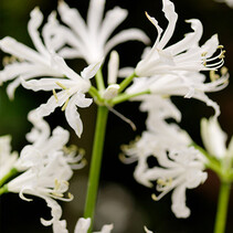 Nerine Bowdenii Alba - 25 Bulbs