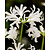 Nerine Bowdenii Alba - 25 Bulbs