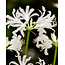 Nerine Bowdenii Alba - 25 Bloembollen / Winterhard / Wanneer Planten?