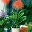 Scadoxus - 10 Bollen / Poederkwast / Exclusief Online Bestellen Bij Garden Select
