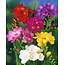 Freesia Double Mix - 100 Bulbs / Anemone / Ranunculus Mix - Bulk Pack Buy?