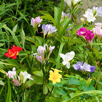 Freesia Single Mix - 100 Bollen