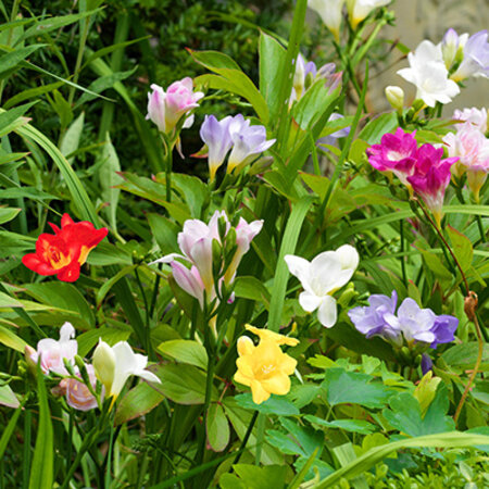 Freesia Single Mix - 100 Bollen - Snijbloem - Wanneer Freesia bollen Planten?