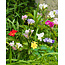 Freesia Single Mix - 100 Bollen - Snijbloem - Wanneer Freesia bollen Planten?