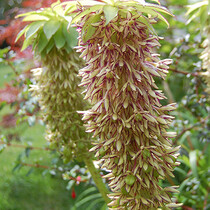 Eucomis Bicolor - 25 Bollen