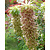 Eucomis Bicolor - 25 Bollen