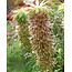 Eucomis Bicolor - 25 Zwiebeln / Ananaspflanze / Schopfpflanze - Wann pflanzen?