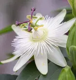 Passiflora Avalanche Wit - 3 Planten - Winterharde Planten Kopen? Garden Select