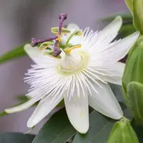Passiflora Avalanche Wit - 3 Planten