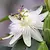 Passiflora Avalanche Weiß - 3 Pflanzen