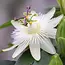Passiflora Avalanche Wit - 3 Planten - Winterharde Planten Kopen? Garden Select