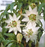Passiflora Avalanche White - 3 Pflanzen - Winterharte Pflanzen kaufen? Garden Select
