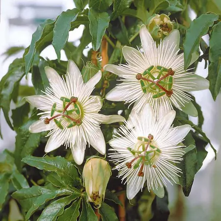 Passiflora Avalanche Wit - 3 Planten - Winterharde Planten Kopen? Garden Select