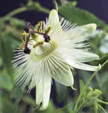 Passiflora Avalanche Wit - 3 Planten - Winterharde Planten Kopen? Garden Select