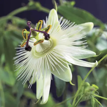 Passiflora Avalanche White - 3 Pflanzen - Winterharte Pflanzen kaufen? Garden Select