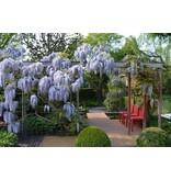 Blauwe Regen - Wisteria - 3 Planten - Verzorgen En Tips! Garden Select