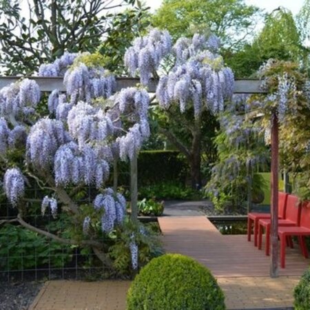Blauwe Regen - Wisteria - 3 Planten - Verzorgen En Tips! Garden Select