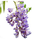 Blue Rain - Wisteria - 3 Plants - Care And Tips! Garden Select