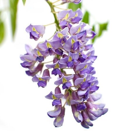 Blauwe Regen - Wisteria - 3 Planten - Verzorgen En Tips! Garden Select