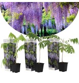 Blue Rain - Wisteria - 3 Plants - Care And Tips! Garden Select