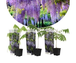 Blauregen - Wisteria - 3 Pflanzen - Pflege und Tipps! Garden Select |  Garden Select