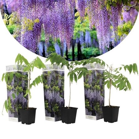 Blauregen - Wisteria - 3 Pflanzen - Pflege und Tipps! Garden Select