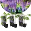 Blauwe Regen - Wisteria - 3 Planten - Verzorgen En Tips! Garden Select