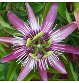 Passiflora Lavender Lady Blauw - 3 Planten - Paars - Passiebloem - Winterhard - Klimplant