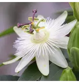 Passiflora Victoria Rood - 3 Planten - Passiebloem - Winterhard - Klimplant