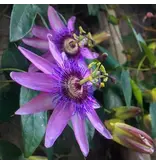 Passiflora Victoria Rood - 3 Planten - Passiebloem - Winterhard - Klimplant