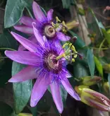 Passiflora Edulis 'Frederick' - 3 Pflanzen - Lila - Passionsblume - winterhart - Kletterpflanze