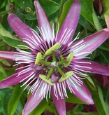 Passiflora Edulis 'Frederick' - 3 Pflanzen - Lila - Passionsblume - winterhart - Kletterpflanze