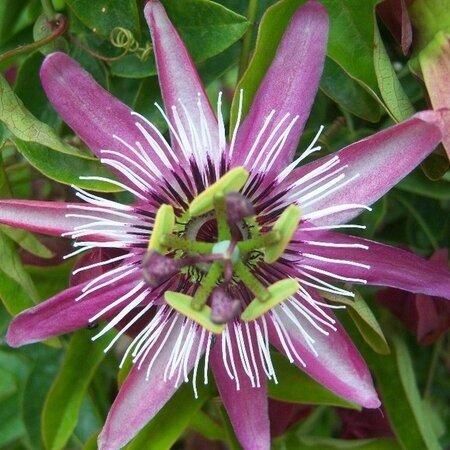 Passiflora Avalanche White - 3 Plants - Buy Hardy Plants? Garden Select