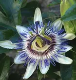 Passiflora Avalanche White - 3 Plants - Buy Hardy Plants? Garden Select