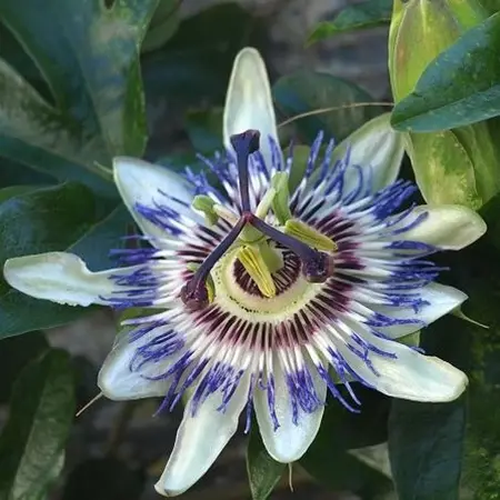 Passiflora Avalanche White - 3 Plants - Buy Hardy Plants? Garden Select